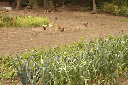 the island - leeks and chickens