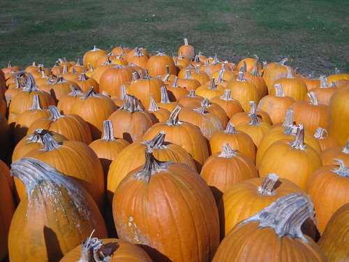 pumpkins at a farm stand