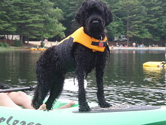 skippy on kayak