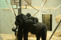 Gorilla-Mutter mit Baby / Gorilla mother & baby