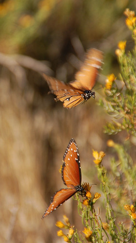 double monarchs
