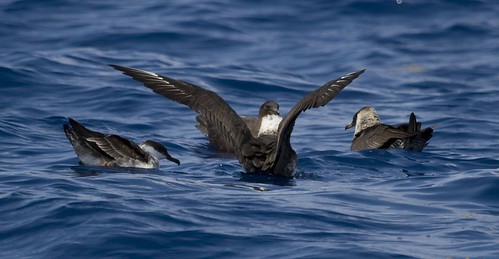On the water with a Greater Shearwater