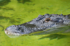 Alligator II