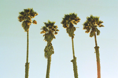 bright beach palms