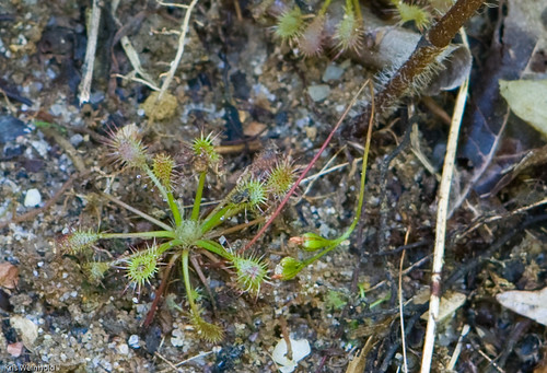 Spatulate-leaved Sundew (Drosera intermedia)