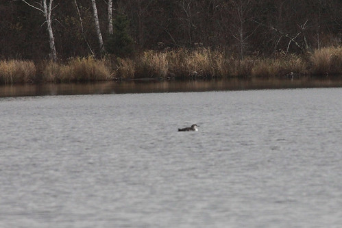 Common Loon at Smith Lake