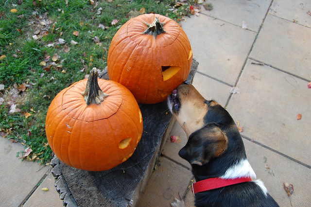 french kissing a pumpkin
