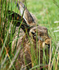 Brown Hare (Lepus capensis)