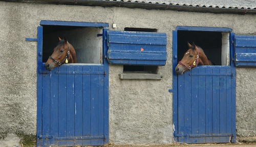 CharlesFred shot of horses and stable doors!