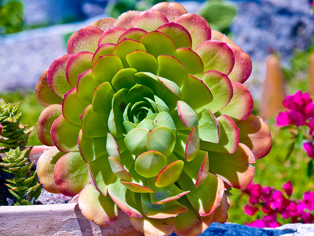 Red and Green Succulant