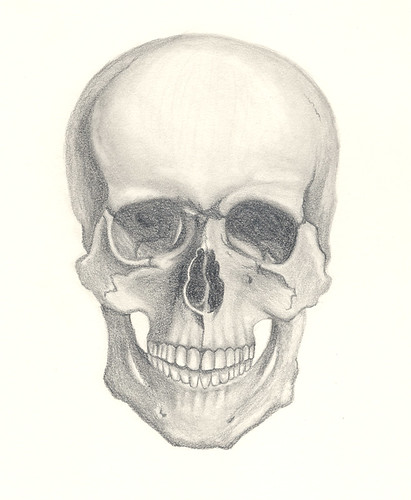 Skull Front View krisheding Tags art skull artwork drawing krisheding