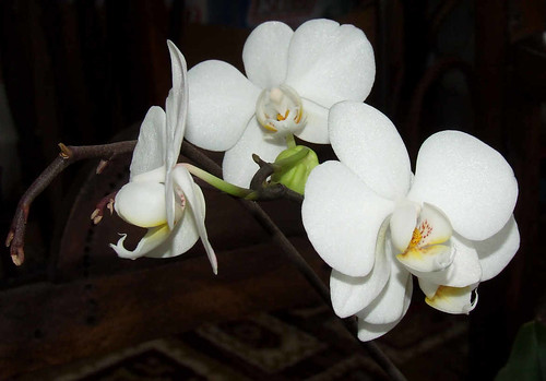 orchid2