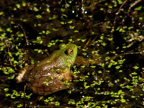 Frog at the Pond by NoÃ«l Zia Lee, on Flickr