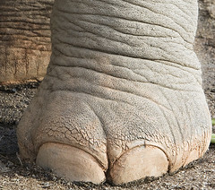 elephant's foot