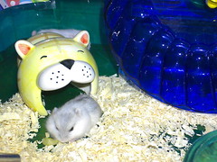 2007-Sep-20_baby_hamsters-new_home-4