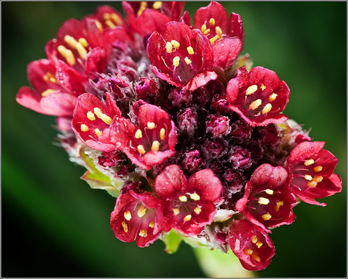 Lil red flowers 4748 (by Silver Image)