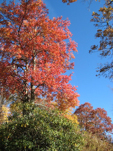 Bright trees near the mansion