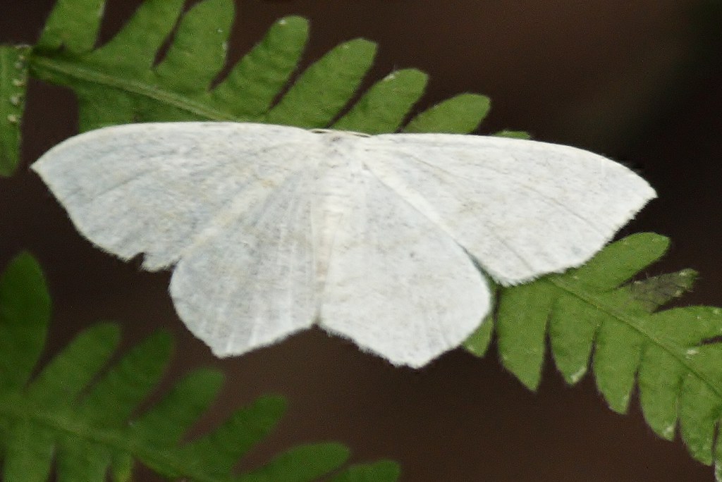 White geometridae moth (4)