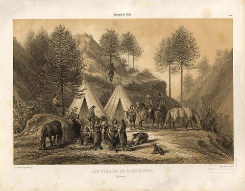012-Los pinares de Nahulbuta-Atlas de la historia física y política de Chile-1854-Claudio Gay