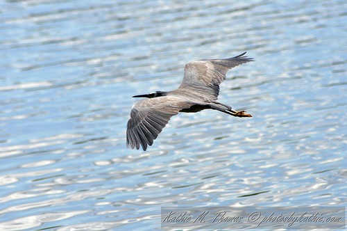 White faced Heron skimming lake