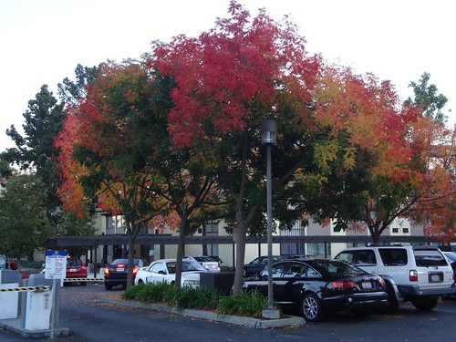 Palo Alto leaf peeping