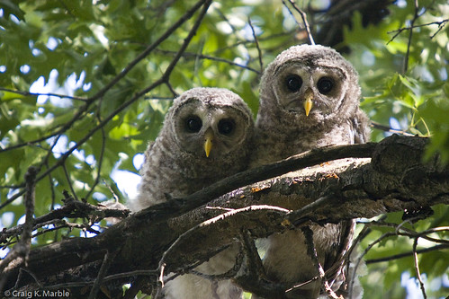 Barred Owl Owlets