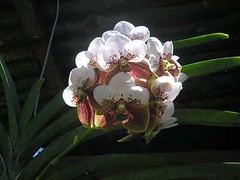 The Amazing Euanthe (Vanda) Sanderiana (Waling...