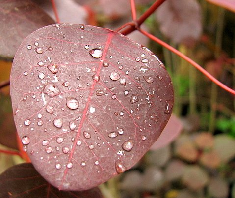 raindrops on a leaf...