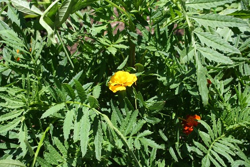 Marigolds to protect the tomatoes