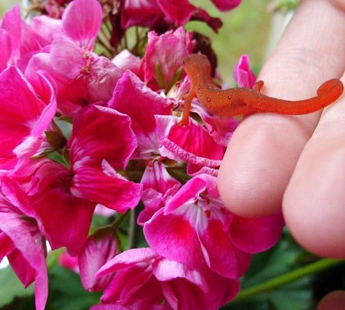Orange Salamander on Pink Flowers
