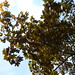 Maple leaves // Feuilles d'érable
