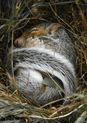 Baby Squirrel Sleeping by Betweenland