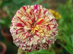 Zinnia of the Day- 9/23/07