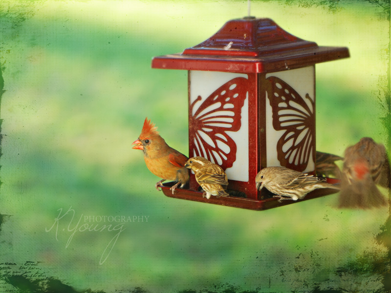 Birds at feeder