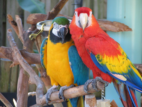 Pretty Polly Parrots