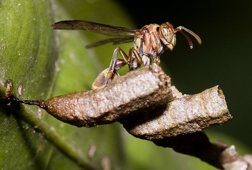 wasp at nest