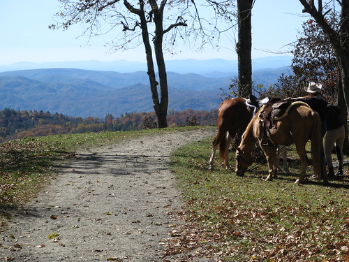Horses along the trail
