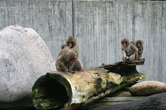 Mantelpaviane / sacred baboons