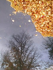 leaves falling off the tree