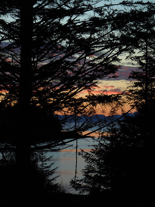 sunrise through trees, Kasaan, Alaska