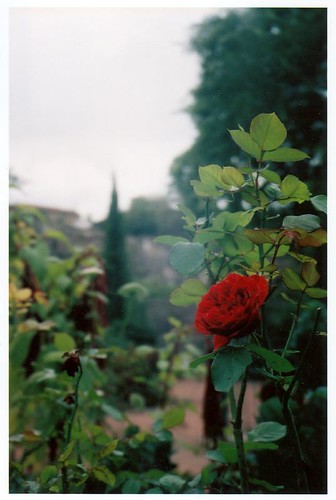 Rose in Lyon