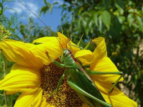 Sauterelle - grasshopper