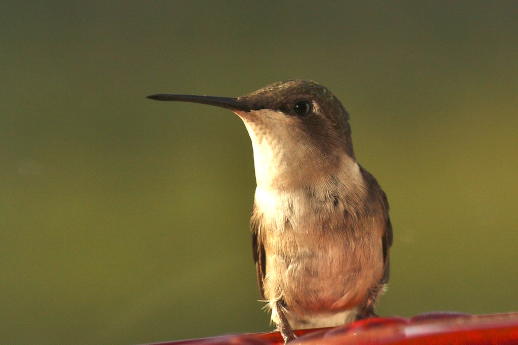 Ruby-throated hummingbird (female) (3)