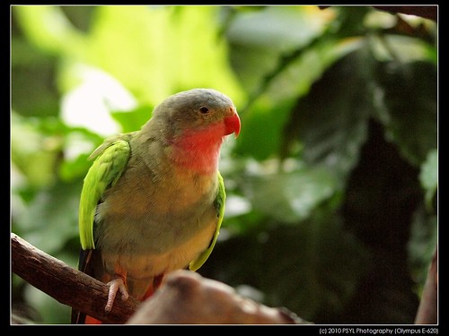 Princess Parrot (Polytelis alexandrae)