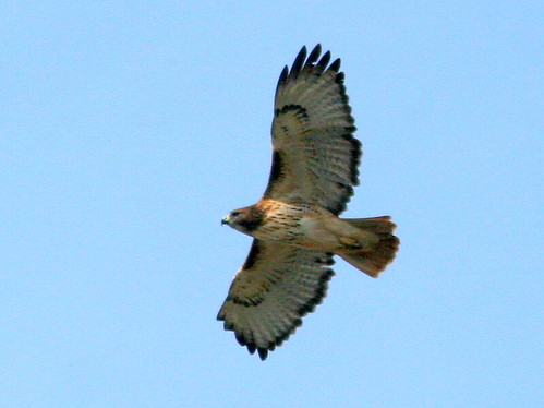 Red-tailed Hawk 20101029