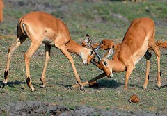 Impala Sparring, Chobe National Park, Botswana.