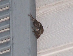 Cope's gray treefrog on the house