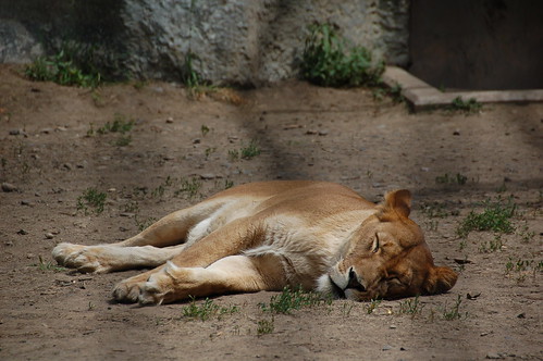 Sleeping female lion