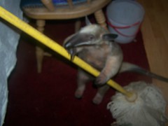 Stewie helps with mopping