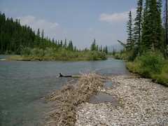 Bow River in Canmore #2